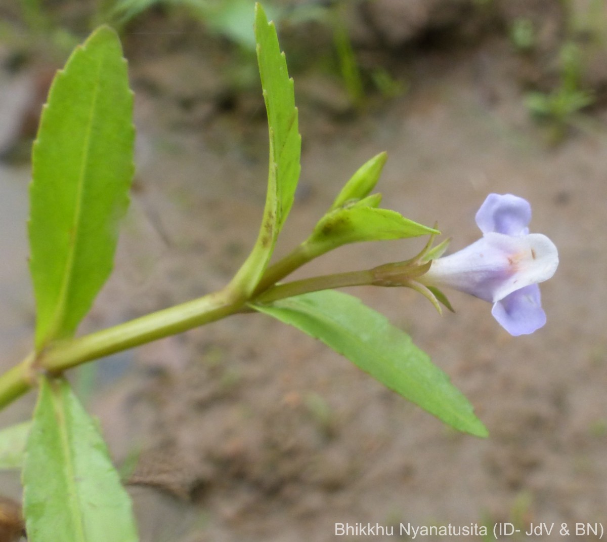 Bonnaya antipoda (L.) Druce